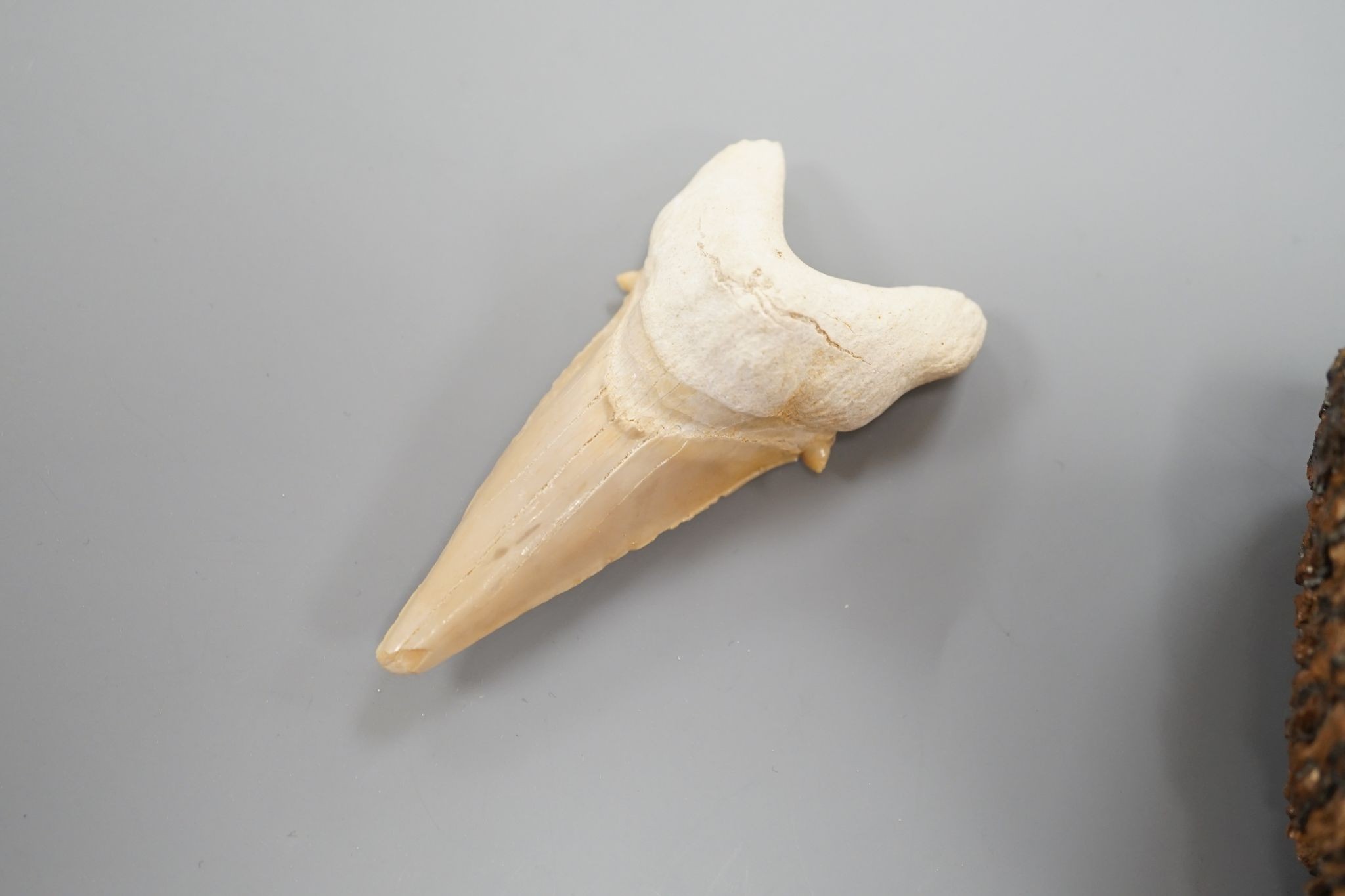 A mammoth tooth, a megalodon tooth and smaller shark tooth, Mammoth tooth 9cms high.